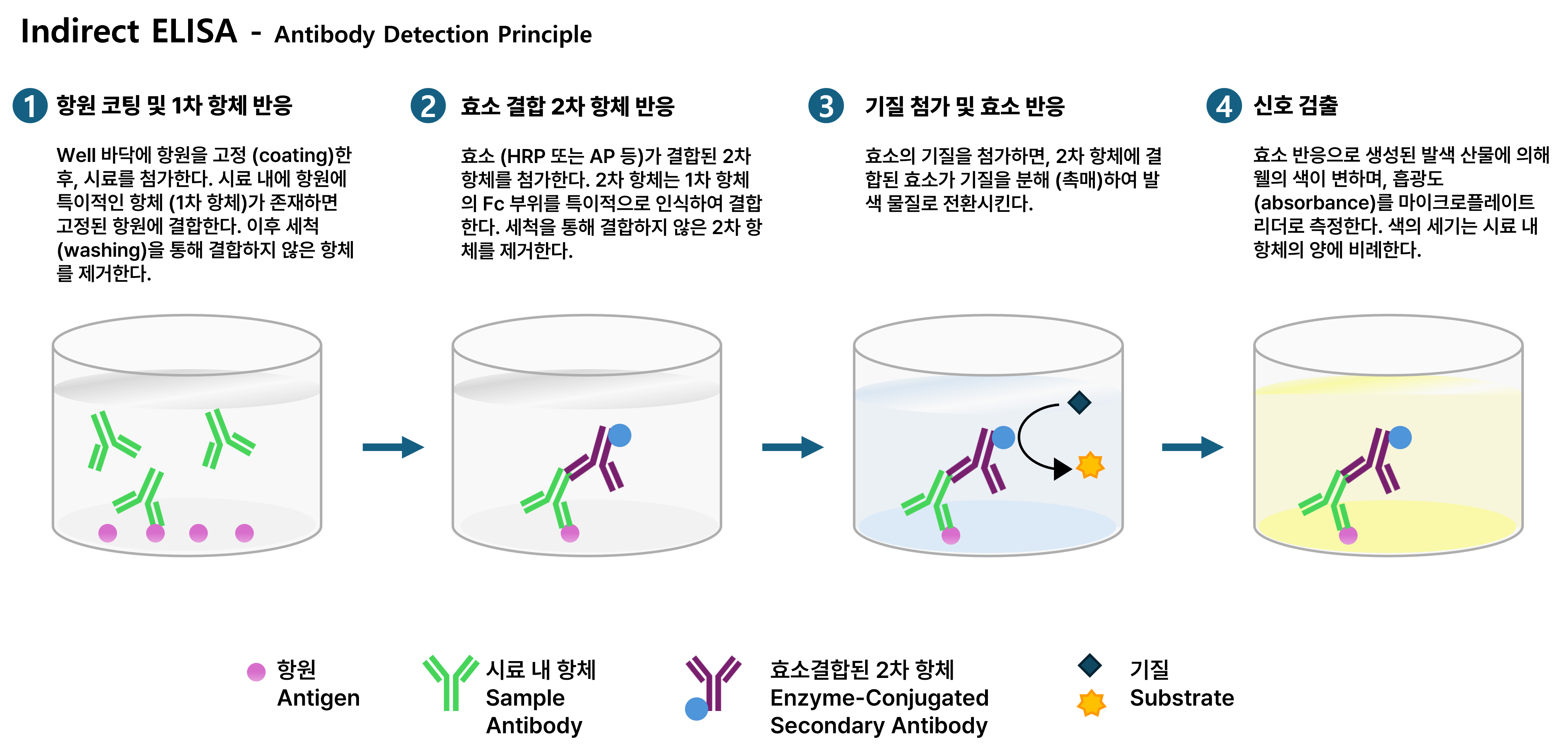 Indirect ELISA 검사 원리 도식